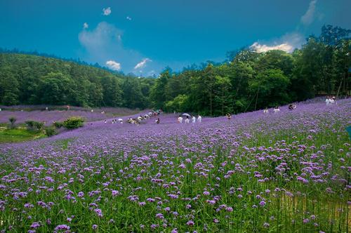 大塘金村（薰衣草园--网红村）